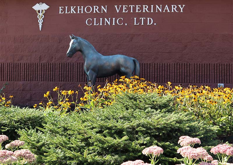 Carousel Slide 7: Elkhorn Veterinary, Elkhorn