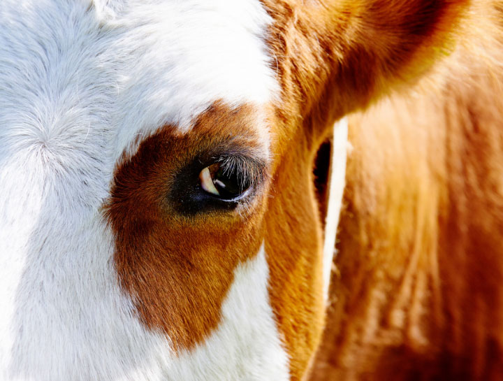 Farm/Large Animal Care