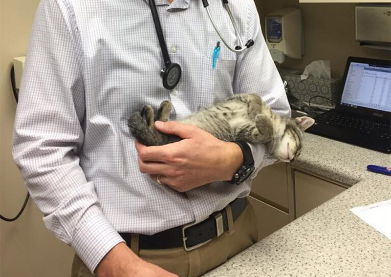 Cat Veterinary Care, Elkhorn