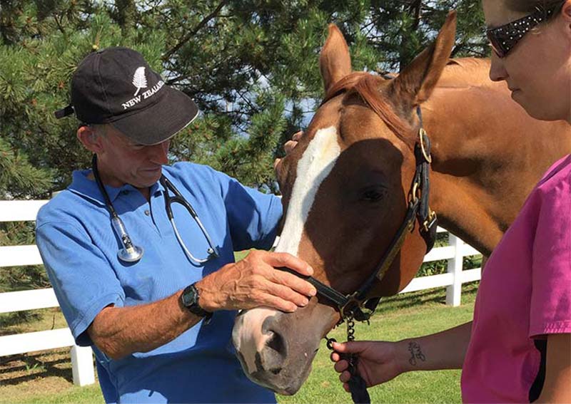 Equine Veterinary Care, Elkhorn