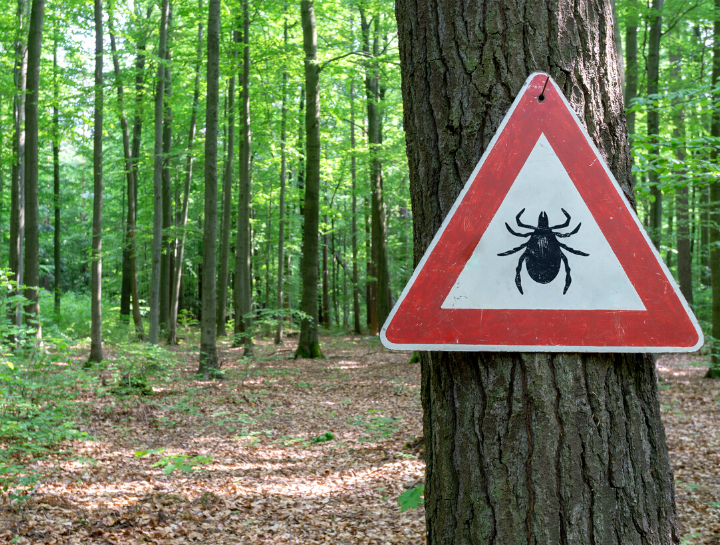 New, Improved Lyme Vaccine Recommended