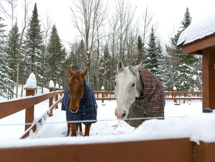The Winter “Whoas” of Horse Care