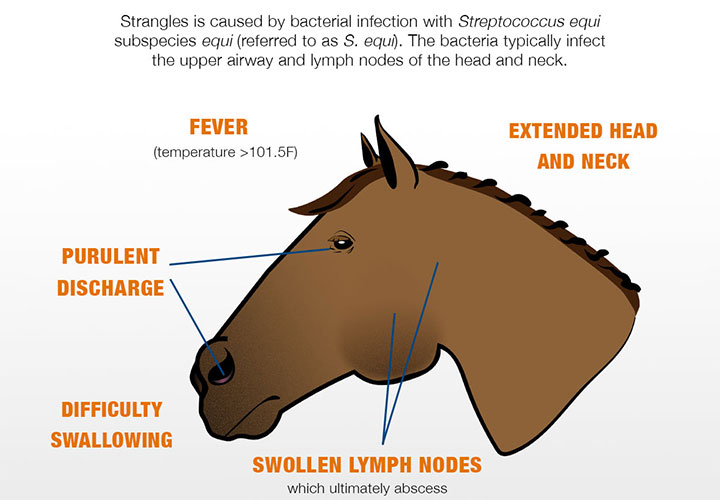 Equine Strangles - Cause, Care & Prevention