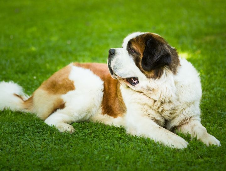 Canine Bloat