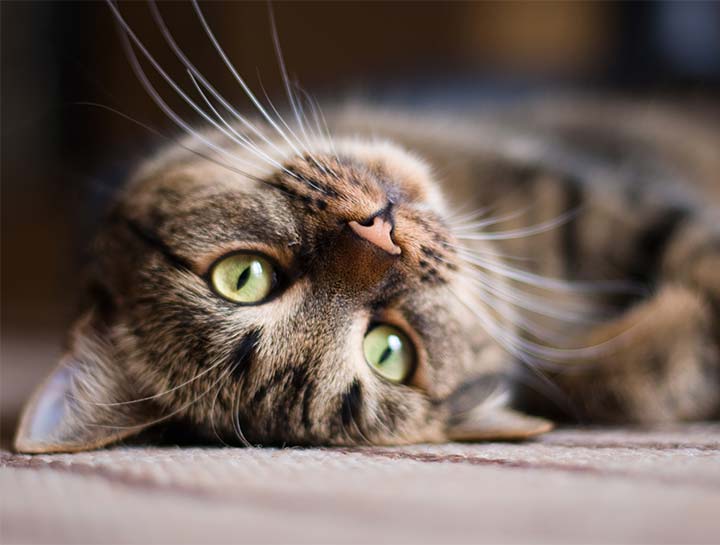 Preventive Care for Cats