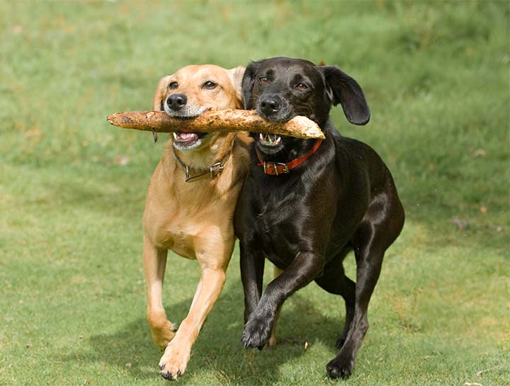 Preventive Care for Dogs
